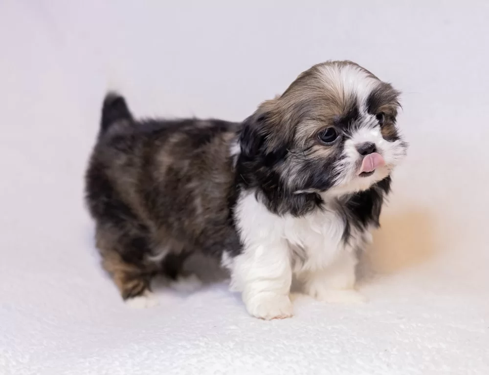 Shih Tzu