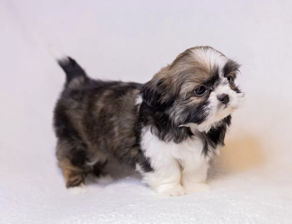 Shih Tzu