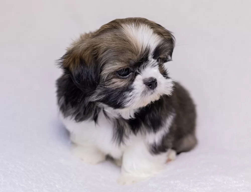 Shih Tzu