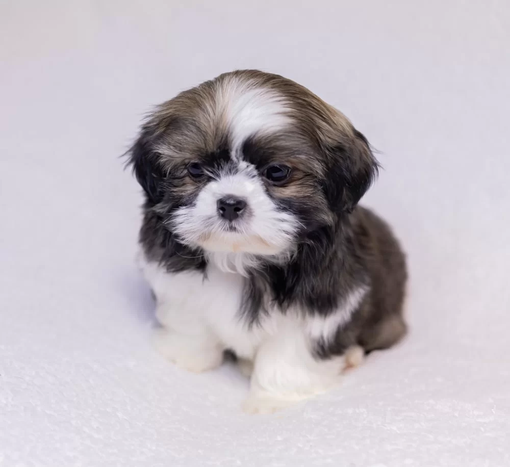 Shih Tzu