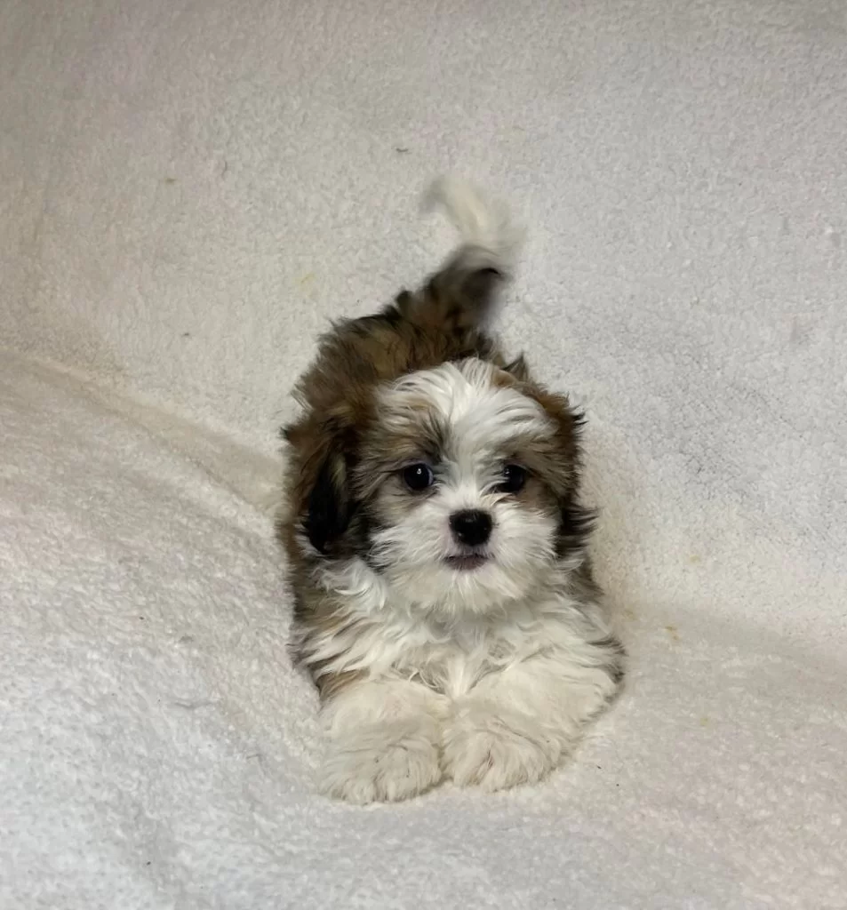 shih tzu 5 26 2022 1 min